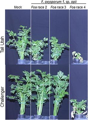 The Emergence of Fusarium oxysporum f. sp. apii Race 4 and Fusarium oxysporum f. sp. coriandrii Highlights Major Obstacles Facing Agricultural Production in Coastal California in a Warming Climate: A Case Study